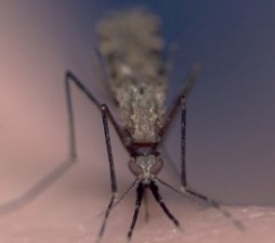 moustique_paludisme.jpg