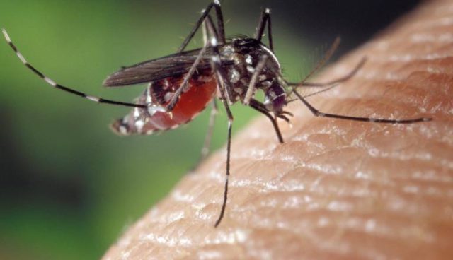 Santé - Tout savoir sur le paludisme ou malaria